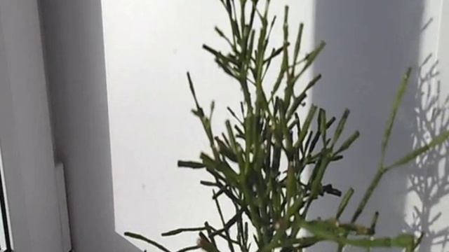 Хатиора Hatiora КАКТУС 