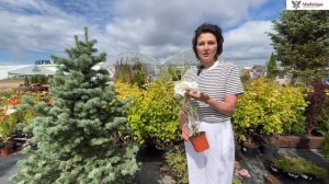 Крупнолистная ГОРТЕНЗИЯ. КАК ВЫРАСТИТЬ в саду. Ремонтантные сорта.