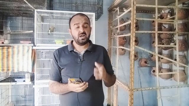 20 Pair Java Sparrow Feasibility Report | Java Business Plan | Profitable Bird Business | Mini Zoo смотреть онлайн