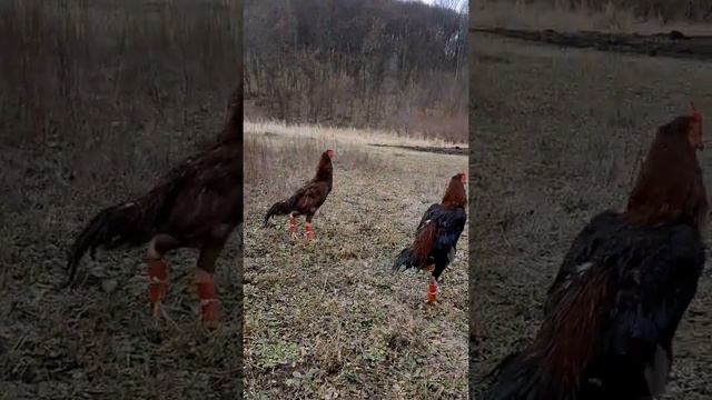 О - Шамо . O - Shamo смотреть онлайн