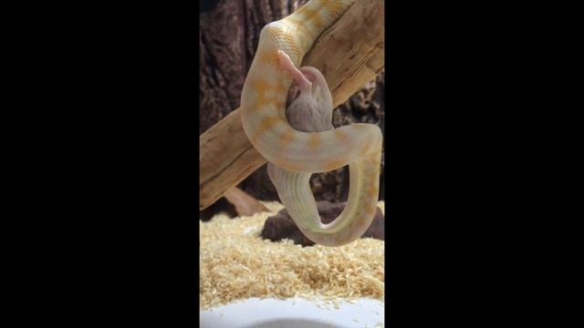 Snake Eats Upside Down! смотреть онлайн