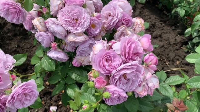 Лавандовый Букет- плетистая Роза японской селекции смотреть онлайн