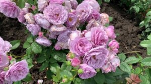 Лавандовый Букет- плетистая Роза японской селекции