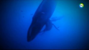 Нереальные подводные существа Русалки существуют Тайны древней подводной цивилизации