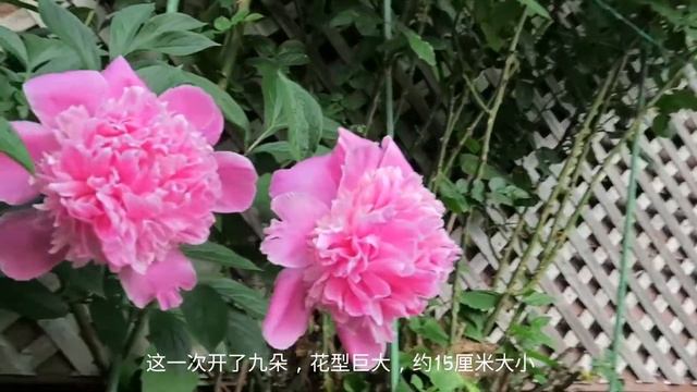 Monsieur Jules Elie Peony 儒勒牡丹 смотреть онлайн