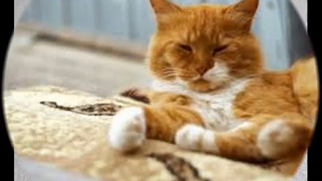 Лежебока рыжий кот)))-Мульт для детей- Читает Шурик)) смотреть онлайн