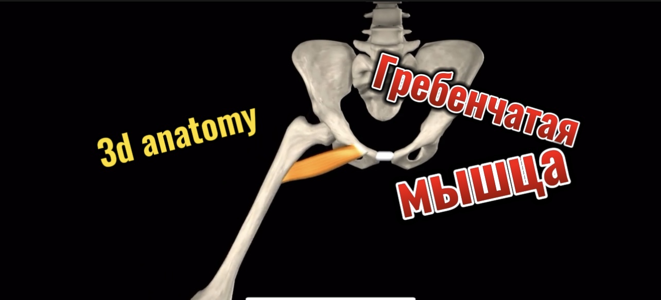 Гребенчатая мышца. 3d anatomy смотреть онлайн