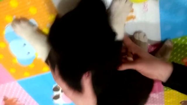 Щенки американской акиты один месяц смотреть онлайн