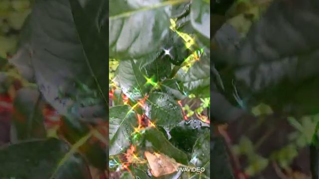 Троянда Йорс ин Континент Френдшип (Yours in Continued Friendship) смотреть онлайн