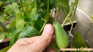 Циклантера Перуанский Огурец!Лечебный огурец.#циклантера