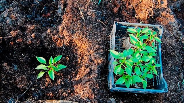 Выращивание перца. Высаживаем перец в открытый грунт. Теплая грядка смотреть онлайн