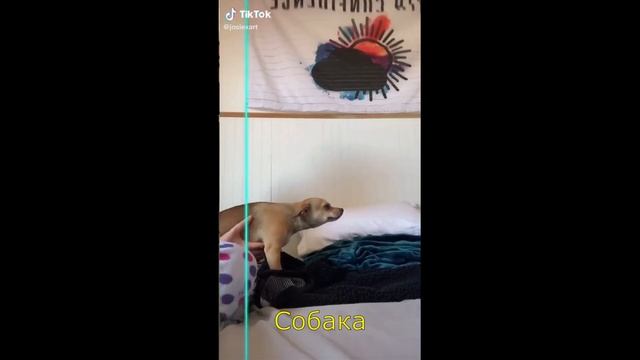 10 минут ПРИКОЛОВ наших меньших братьев! Приколы с животными - кошками, собаками и попугаями. смотреть онлайн