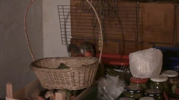 glis glis, popielica, dormouse