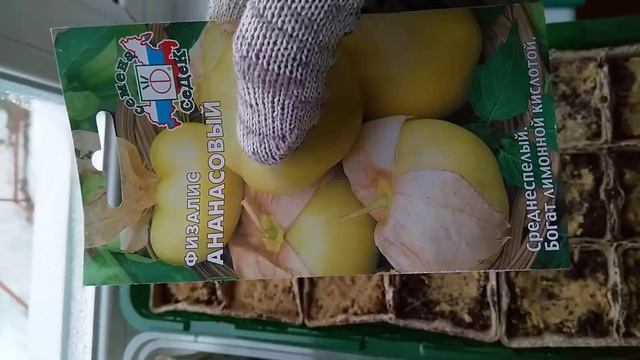 Физалис овощной Лакомка и Ананасный. Выращиваем рассаду посев на 2021 год для дачи участка. смотреть онлайн
