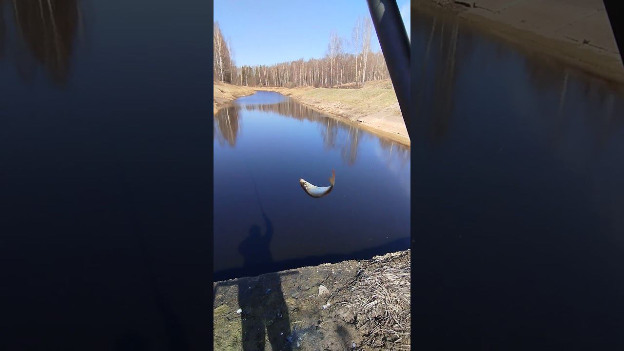 Рыбалка с поплавочной удочкой весной.Рыба клюет на каждом забросе. #рыбалка #shortvideo #fishing смотреть онлайн