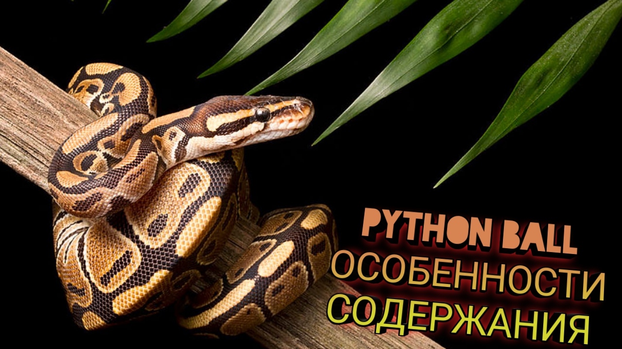 СОДЕРЖАНИЕ КОРОЛЕВСКОГО ПИТОНА В ДОМАШНИХ УСЛОВИЯХ / PYTHON BALL смотреть онлайн