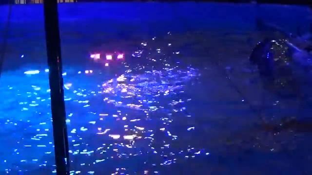 Санкт-Петербург, Дельфинариум в Купчино на ул. Фучика смотреть онлайн