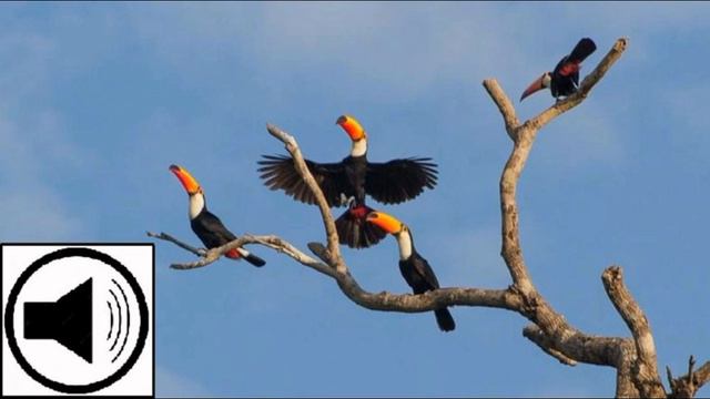 Conoce Las Distintas Especies De Tucán. смотреть онлайн