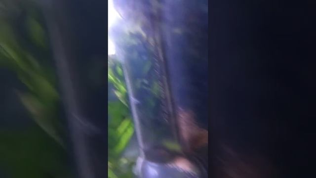 New Addition Juvenile Axolotl to Guppy Fry Tank...GULP!!! смотреть онлайн