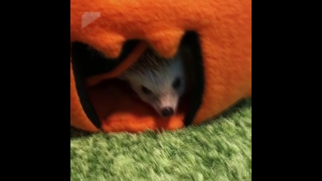 Ёжик в норке и неожиданный гость смотреть онлайн