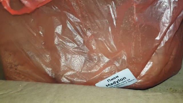 Распаковка заказа из питомника "Зеленый Эдем" пион Madylone. Какой красавчик ко мне приехал❤ смотреть онлайн