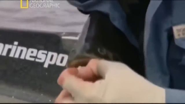 Рыбы с большими зубами. смотреть онлайн