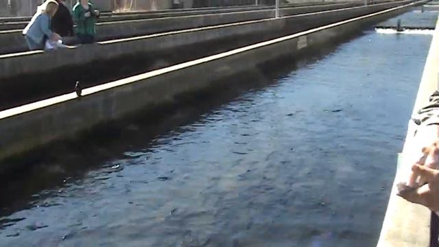 Выращивание рыбы салмона