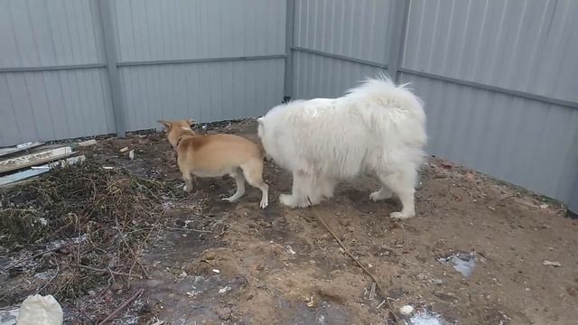 ЛЮБОВЬ И РАЗЛУКА?❤??/ТРУСЛИВЫЙ НЕЗВАНЫЙ ГОСТЬ/ДАЧА/ФЕВРАЛЬ смотреть онлайн