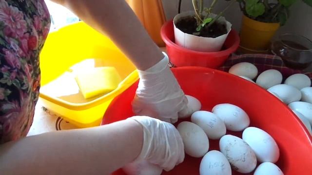 Мыть или не мыть яйца перед закладкой в инкубатор? смотреть онлайн