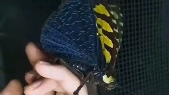 Кузнечик Sanaa Regalis является одним из самых крупных прямокрылых смотреть онлайн