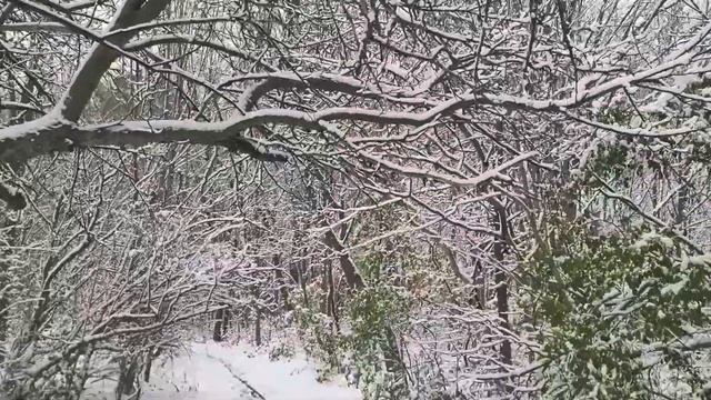 Про любовь лошадинную и Природу без звука. Для людей, не выносящих моё присутствие на канале ? ? смотреть онлайн