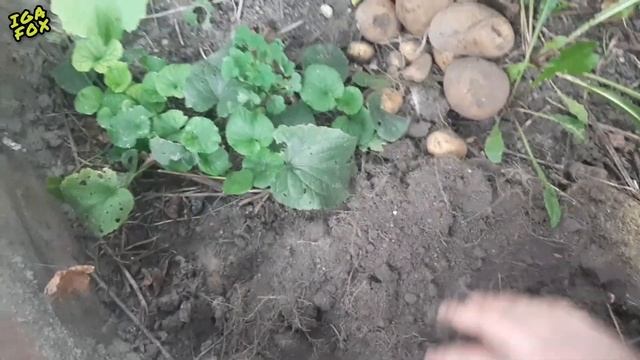 Вырастил картошку в пятилитровой бутылке смотреть онлайн