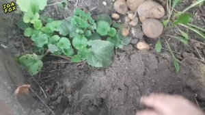 Вырастил картошку в пятилитровой бутылке