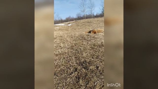Банхар. Монгольский волкодав. смотреть онлайн