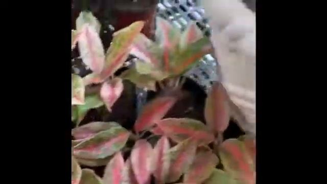 Aglaonema butterfly смотреть онлайн