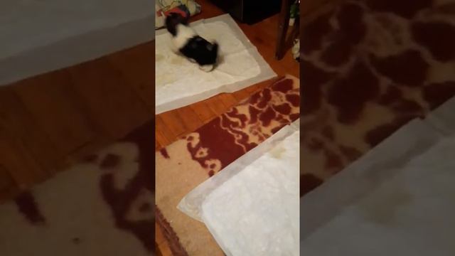 🐶🐶🐶Щенки Дурачится 🐶🐶🐶\Wonderful ShihTzu#пес #щенок #собака#шитцу смотреть онлайн