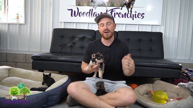Top 3 Reasons People Love The French Bulldog смотреть онлайн