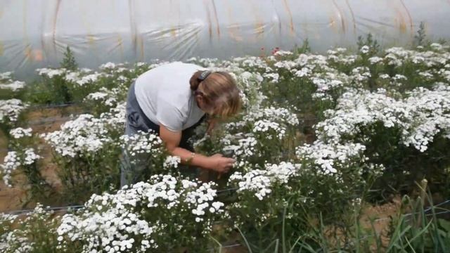 Achillea ptarmica 'Noblessa' Farming смотреть онлайн