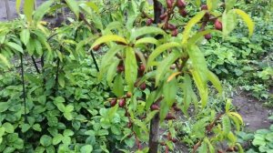 Харко.Нектарин самоубийца.