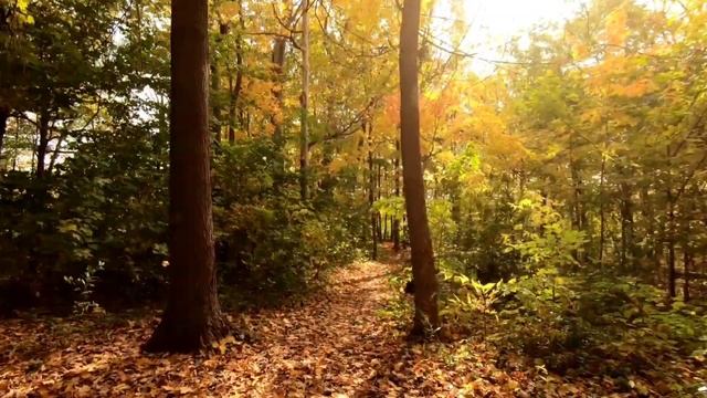 Осень, Звук птицы, Релакс видео осень, Очень красиво, Музика для Сна смотреть онлайн