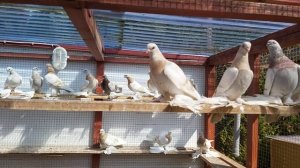 Голуби. Тасманы