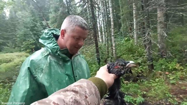 Глухарь в лесу I щука на реке смотреть онлайн