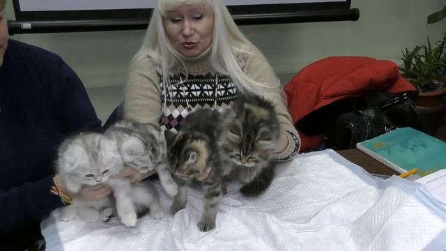 Прием в проф. клубах кошек PCA 12.01.2019г смотреть онлайн