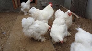 Разведение кур породы Кохинхин как бизнес идея | Куры Кохинхин