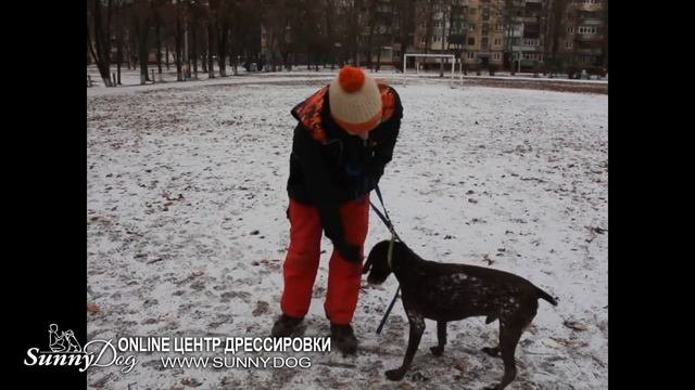Как правильно ухаживать за стареющей собаке? 15 секретов молодости вашей собаки смотреть онлайн