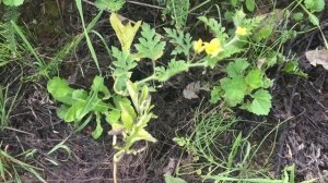 Арбузы в Подмосковье - легко!!! Выращиваем арбузы на даче в открытом грунте в Калужской области.