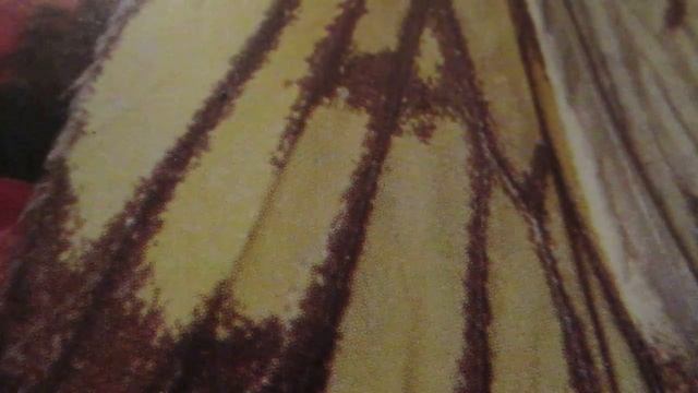 Психопрограммирование.Psychology