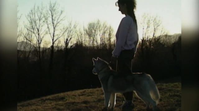 Сибирская лайка. Происхождение породы, экстерьер, воспитание. Собаки от А до Я (DOGS FROM A TO Z) смотреть онлайн