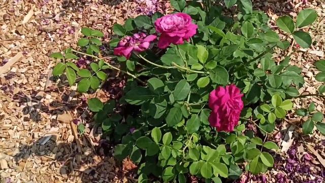 РОЗЫ, ещё один цветник! ? смотреть онлайн