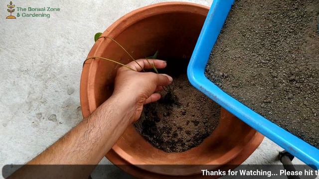 How to Grow Lotus Plant at Home Under 20 Rupee Pot II How to make Pond for Lotus Step by Step смотреть онлайн